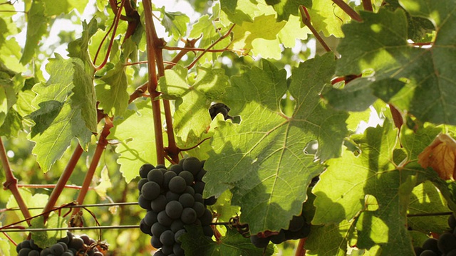 阳光明媚的葡萄园里的葡萄。视频素材