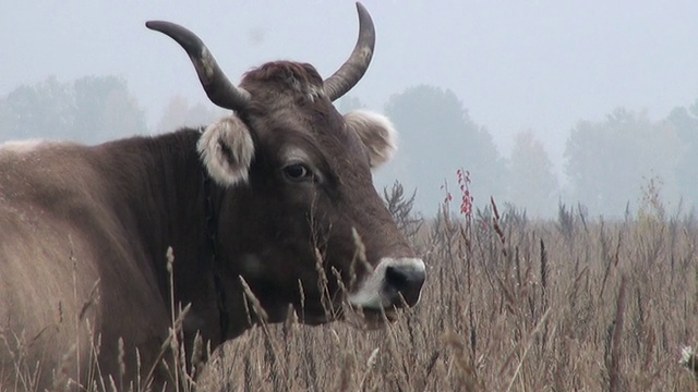 牛在牧场视频下载