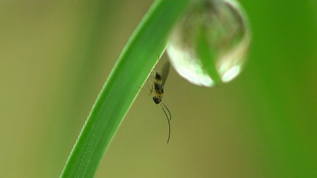 草，露珠和昆虫视频素材