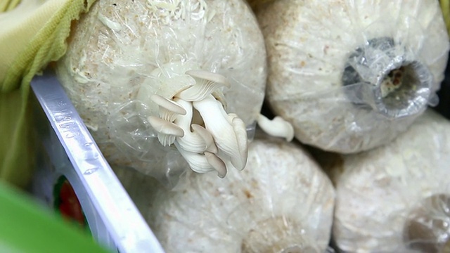 近距离种植蘑菇视频素材