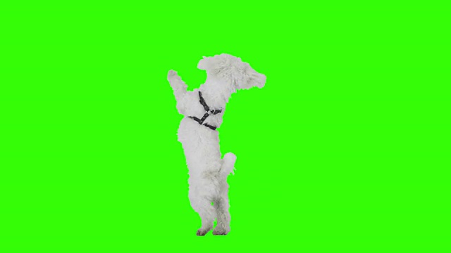慢动作狗在绿色屏幕上跳舞。视频素材