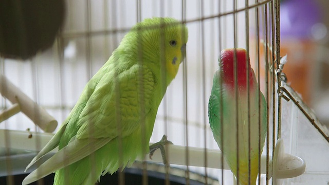 笼子里的鹦鹉和塑料朋友视频素材