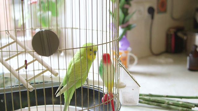 笼子里的鹦鹉和塑料朋友视频素材