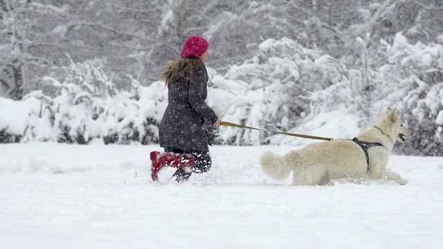 慢动作:年轻女子和她的白色瑞士牧羊犬跑步视频素材