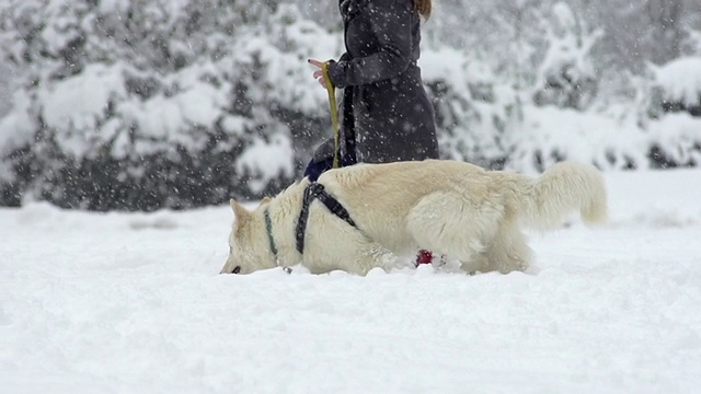 慢动作:下雪时散步的白色牧羊犬视频素材