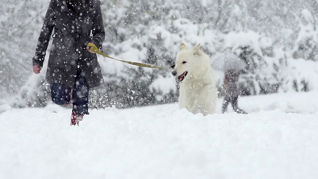 白色牧羊犬在雪中奔跑的壮观慢动作视频素材