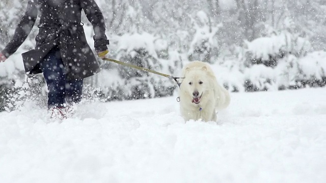 慢动作:白色瑞士牧羊犬在高雪中奔跑视频素材