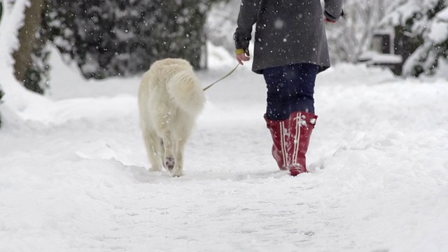 慢动作:行走中的白色牧羊犬的后视图视频素材