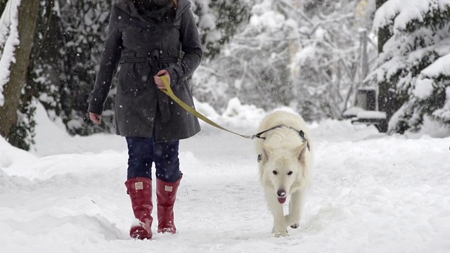 慢动作:下雪时散步的白色牧羊犬视频素材