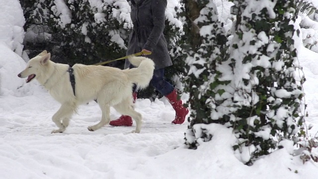慢动作:白色的瑞士牧羊犬在白雪覆盖的公园散步视频素材