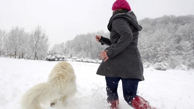 白色牧羊犬在雪中奔跑的壮观慢动作视频素材