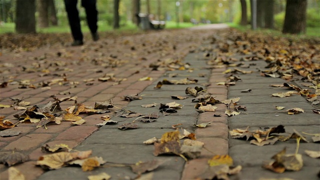 树叶在秋天的大公园里，人漫步。视频素材