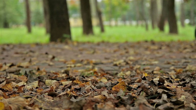 秋天树叶,车。近距离，水平滑块拍摄视频素材