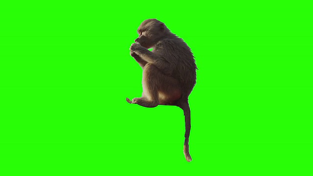 猴子在绿色的屏幕前吃水果。视频素材