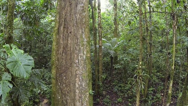从巨大的雨林树干上飞下来视频下载