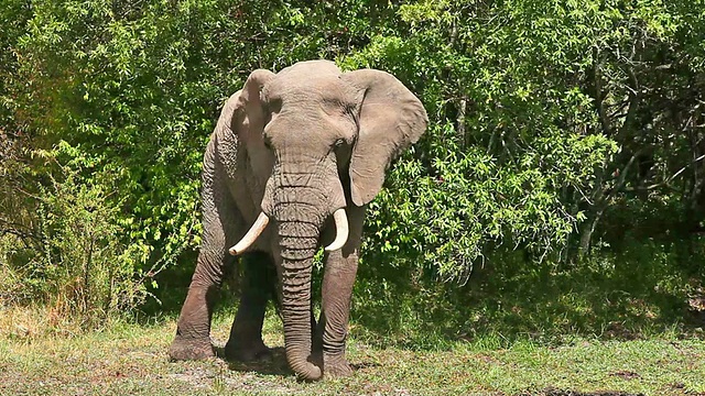 马赛马拉的大象视频下载