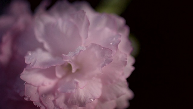 雪花飘落在樱花上，慢镜头视频素材