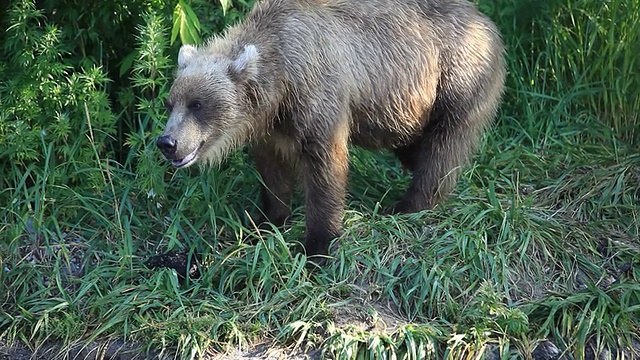 俄罗斯堪察加半岛，捕捉鲑鱼的灰熊视频下载