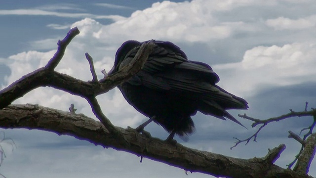 黑乌鸦坐在树上视频素材