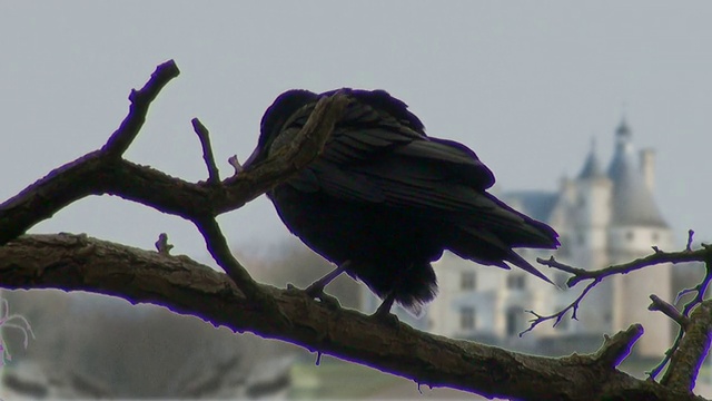 黑乌鸦坐在树上，小鸟视频素材