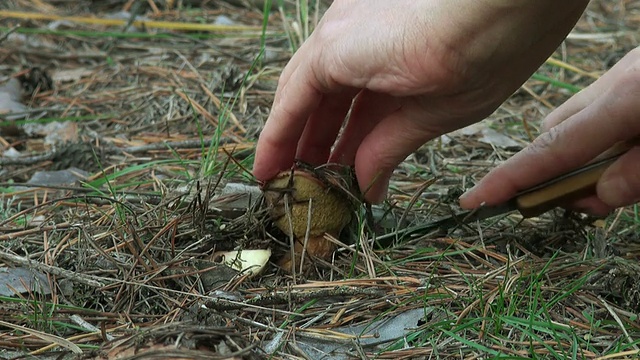 秋天，用手轻轻地在森林里割蘑菇视频素材