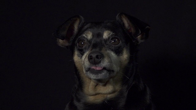 靠近:可爱的狗显示他的舌头视频素材