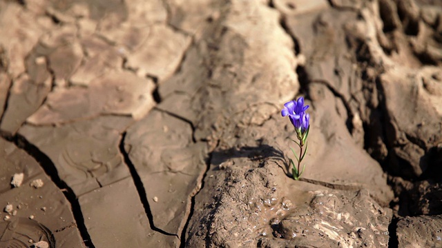 在干涸的土地上生长着浇水的紫罗兰花视频下载