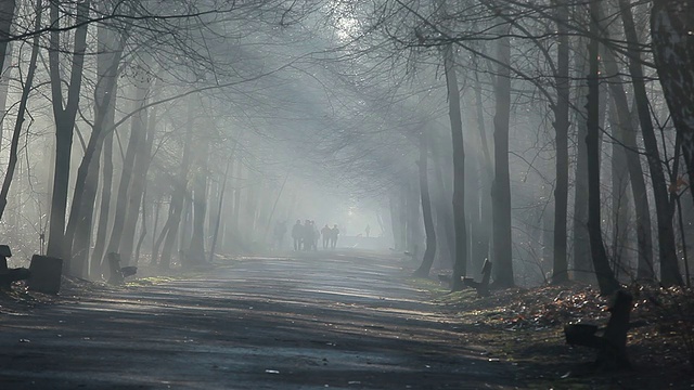 道路和阳光在浓雾，森林，波兰。视频素材