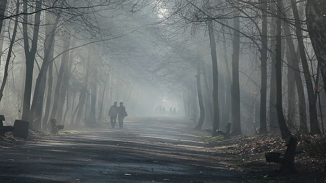 道路和阳光在浓雾，森林，波兰。视频素材