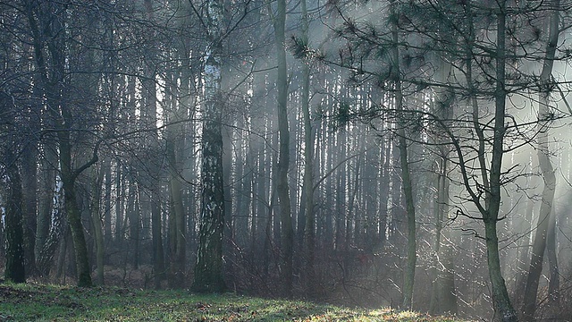 波兰森林中浓雾中的阳光。视频素材