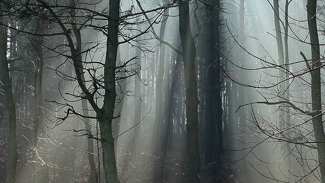 波兰森林中浓雾中的阳光。视频素材