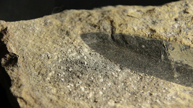 已灭绝的舌光属植物化石视频下载