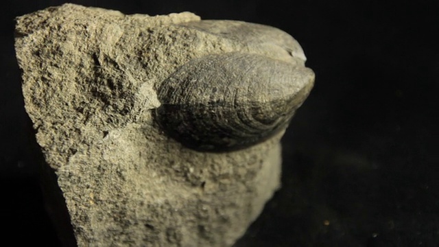 双壳软体动物的化石视频下载