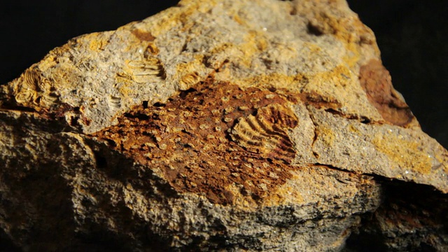 苔藓虫的化石视频下载