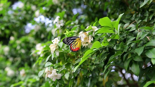 公园里的蝴蝶开着白花和绿叶视频素材
