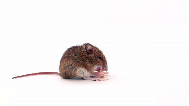 老鼠吃花生视频素材