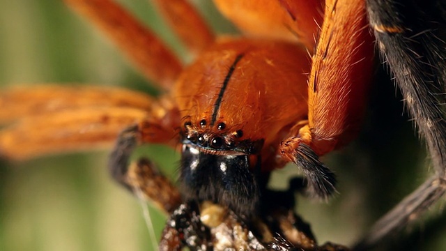 扁蟹蜘蛛正在吃另一种蜘蛛视频素材