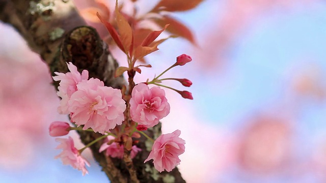 樱花。视频素材