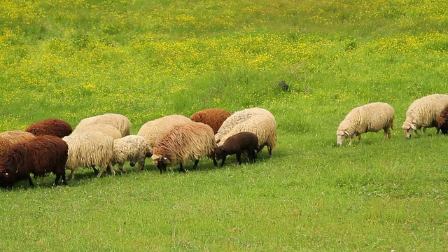 羊在绿色的牧场上奔跑视频素材