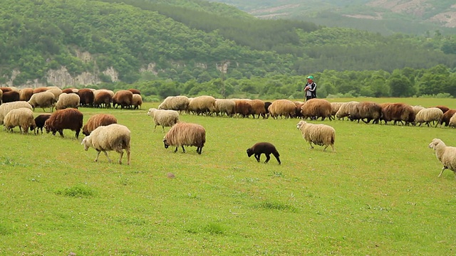 一群绵羊和羊羔从牧羊人面前经过视频下载