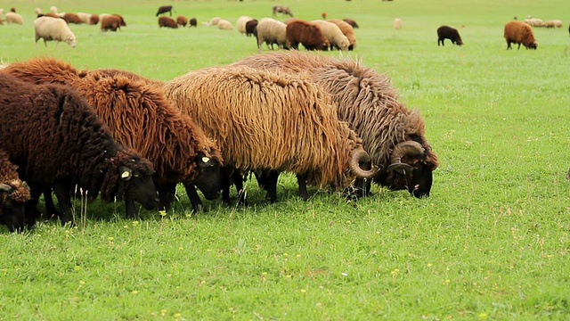 一群凝视着牧场的绵羊和公羊视频下载