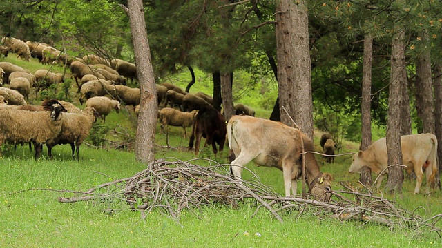 一群在树林里吃草的牛羊视频素材
