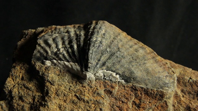 一具螺旋纲腕足动物化石视频下载