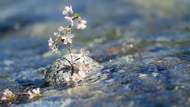 水面上的樱桃枝。视频素材