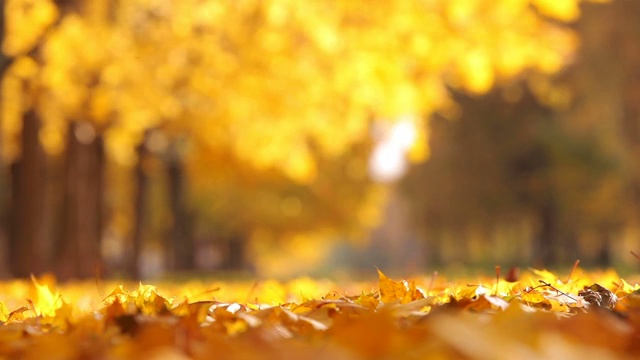 秋天的城市公园里一片落叶。美丽的自然环境视频下载