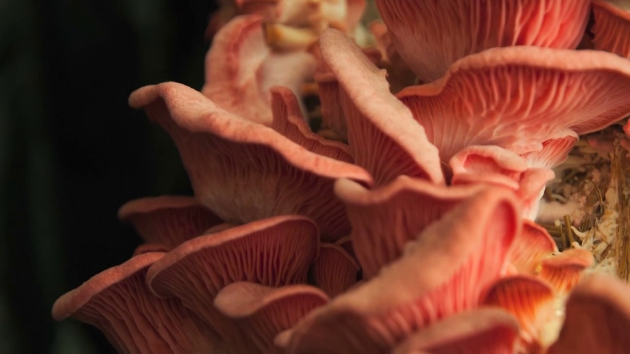 随着时间流逝，粉红牡蛎生长试剂盒视频素材