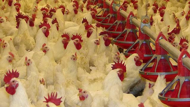 家禽养殖，母鸡和公鸡视频下载