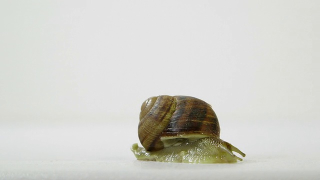 蜗牛在白色的背景上爬行视频素材