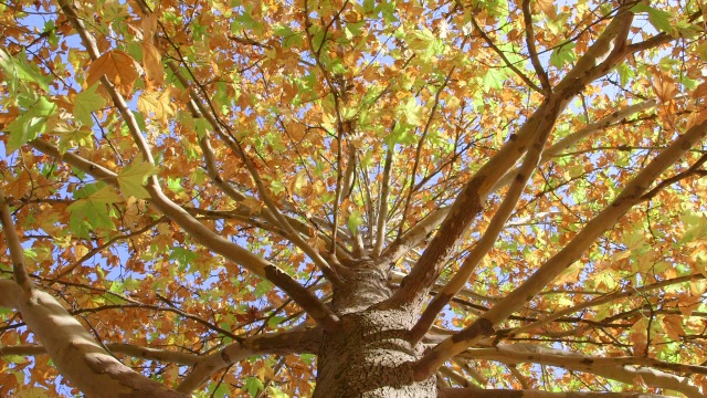 秋天的枫树视频素材