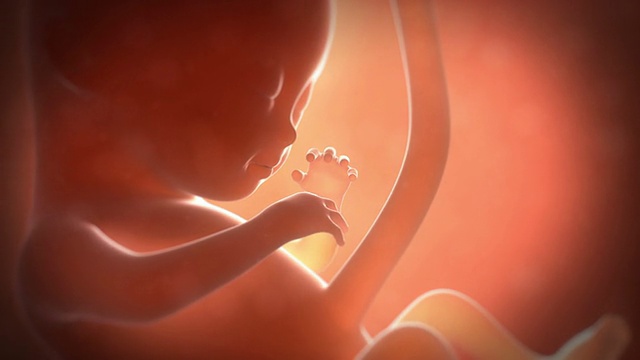 四个月大的胎儿视频素材